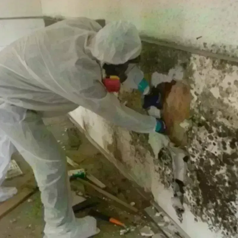 Mold Remediation and Removal in Mokena, IL